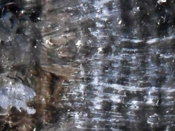 Detail of the area to the right of the nose, showing highlights on the fur as highlights on the hairs. Copyright (c)2015 Paul Alan Grosse