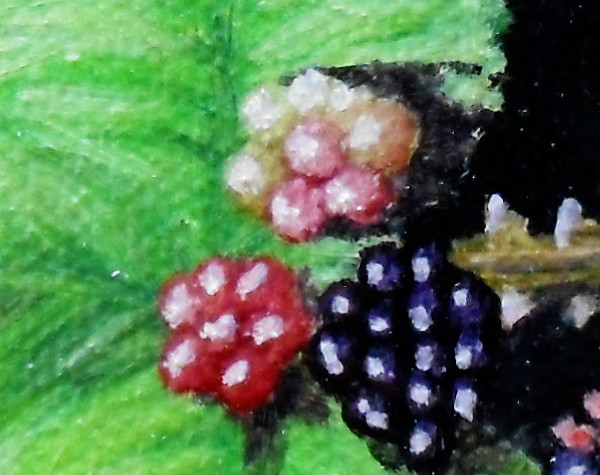 Detail of the blackberries showing the colouration in the unripe and ripening berries. Copyright (c)2015 Paul Alan Grosse