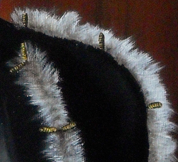 Detail of the tied cuts that were fashionable at the time. Many garments had 'cuts' in them allowing the underlying material to be seen or poke through - as in the case of fur. The longer cuts are tied together by these small, golden toggles. Here, you can also see that white fur is not just white - there are around ten layers of various greys here so that the fur looks like real fur. One of the problems with canvas is that the level of detail you can paint on it is to a great extent dependent upon the depth and pitch of the canvas' weave - you will be able to see the difference between the two when you look at the corresponding image in the Paddy Panel details page. Copyright (c)2016 Paul Alan Grosse