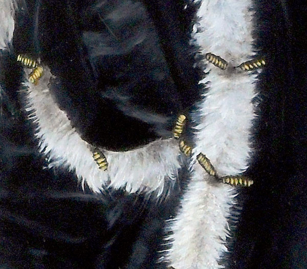 Detail of the tied cuts that were fashionable at the time. Many garments had 'cuts' in them allowing the underlying material to be seen or poke through - as in the case of fur. The longer cuts are tied together by these small, golden toggles. Here, you can also see that white fur is not just white - there are around ten layers of various greys here so that the fur looks like real fur. One of the problems with canvas is that the level of detail you can paint on it is to a great extent dependent upon the depth and pitch of the canvas' weave - you will be able to see the difference between the two when you look at the corresponding image in the Paddy Canvas details page. Copyright (c)2016 Paul Alan Grosse