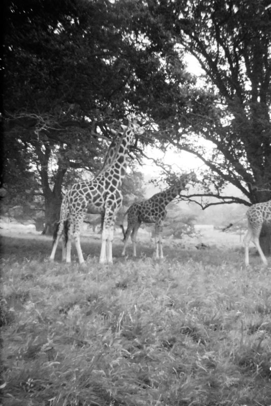 Zoo School Trip: Printed: Copyright (c)1968 Paul Alan Grosse. All Rights Reserved.