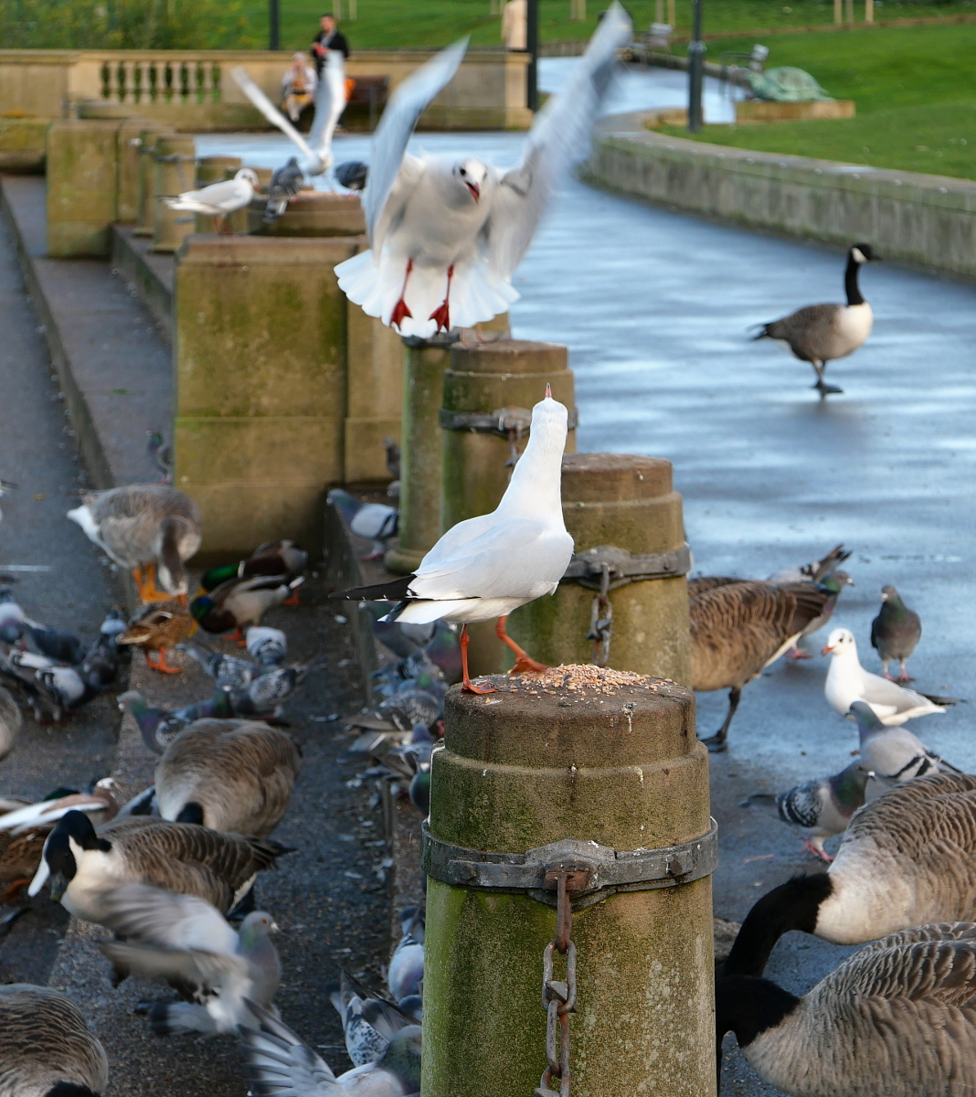 Derby: Some Gulls fighting over territory for food River Gardens 20221015 Copyright (c)2022 Paul Alan Grosse. All Rights Reserved.