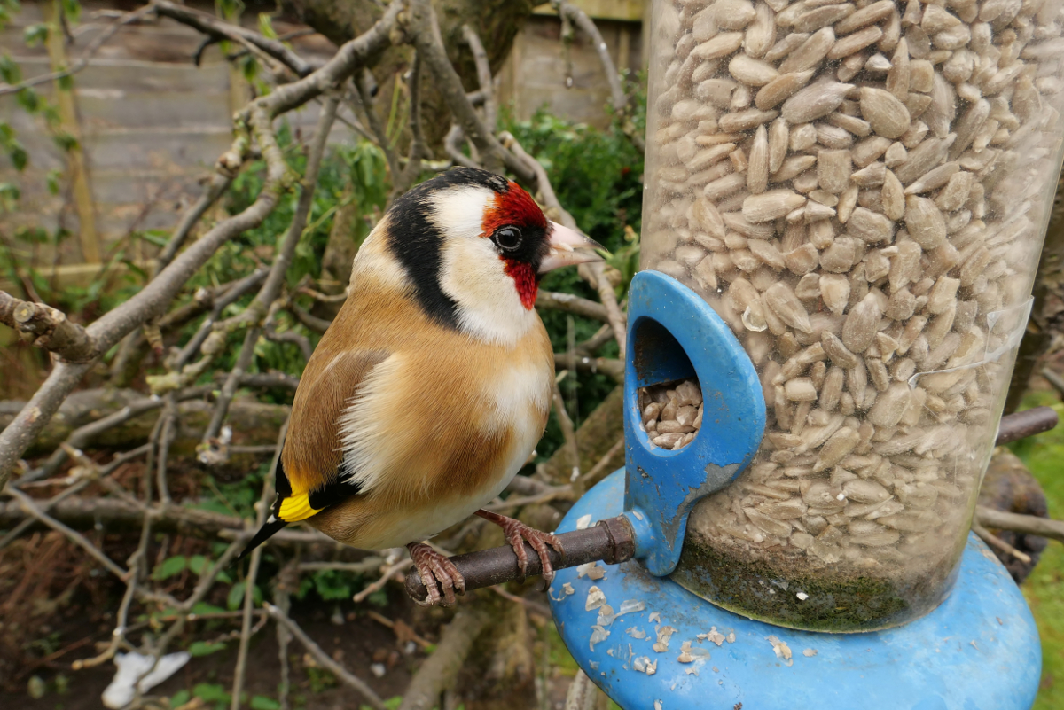 Derby: Bird Feeder Gold Finch 20230301 Copyright (c)2023 Paul Alan Grosse. All Rights Reserved.