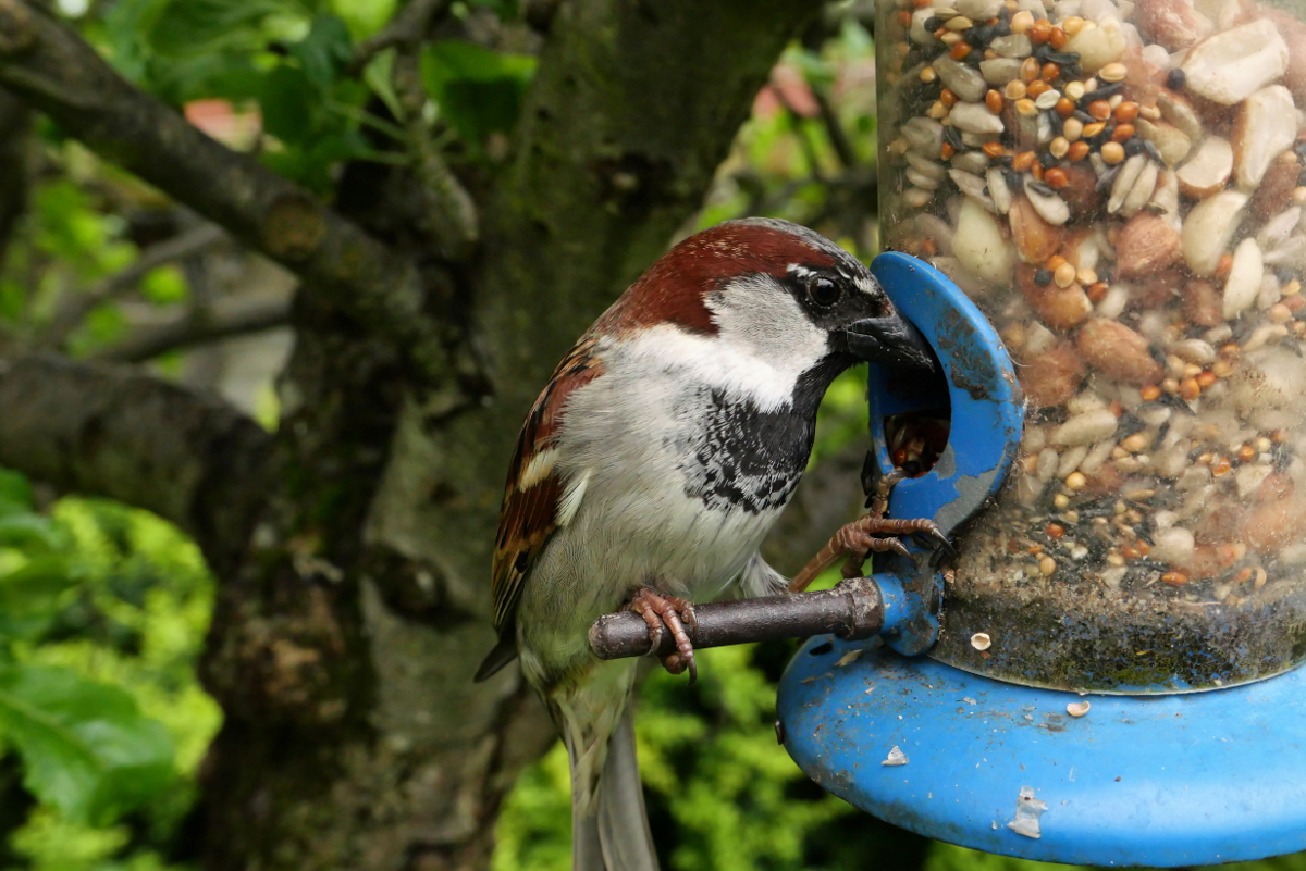 Derby: Backyard Birds - Male sparrow Copyright (c)2023 Paul Alan Grosse. All Rights Reserved.