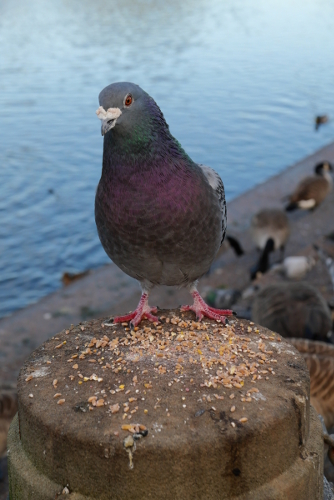 Derby: a Magnificent Pigeon in the River Gardens 20221015 Copyright (c)2022 Paul Alan Grosse. All Rights Reserved.