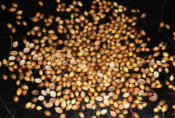 Repeat the roasting process with the coriander seed.