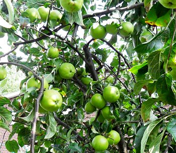 If you have your own apple tree, you will end up with too many for the tree to support.