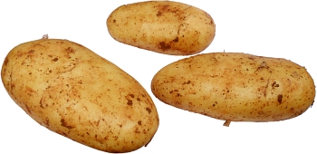 Cyprus potatoes are ideally suited to this. Boil with their skins on and then peal them off afterwards.