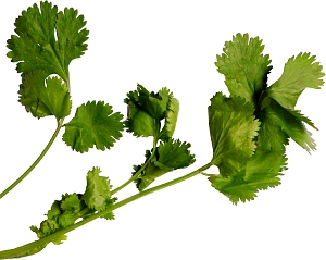 Coriander leaf