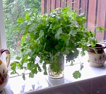 Coriander needs water and light to keep fresh.