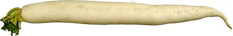 Mooli - white radish, half a metre long.
