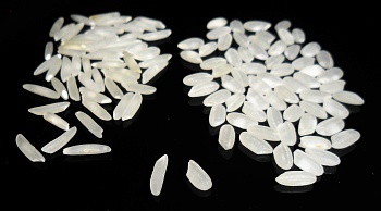 Long- and short-grain rice.  
