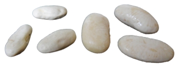 White kidney beans - left:- dried; and right:- soaked.