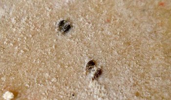 Ajwain seed pairs, separated by the rolling process.