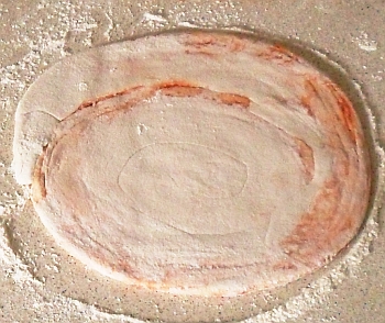 Carefully roll out the spiral to make a paratha.