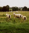 This flock of sheep is one
that we saw when we went on
a camping and walking holiday
on the Tissington Trail in
Derbyshire in August 2003